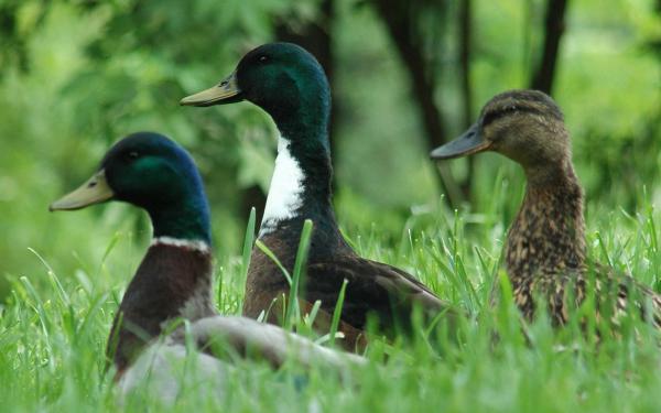 Два селезня и утка