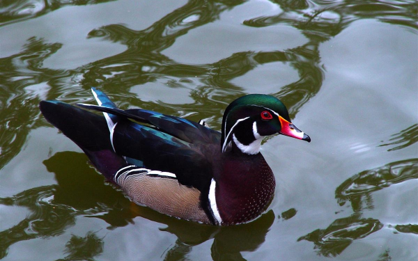 Каролинская  утка