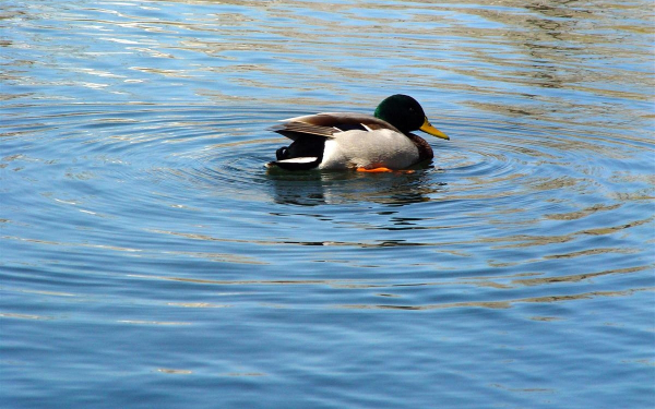 Селезень купается