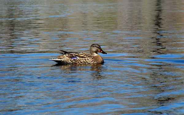 Утка плавает