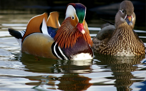 Утки мандаринки на воде