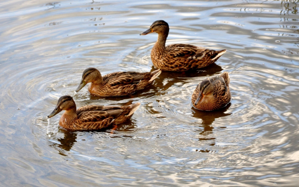 Утки кряквы