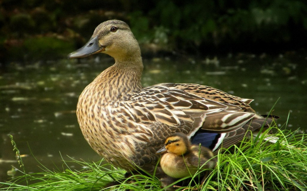 Утка с утенком на траве