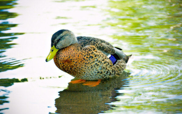 Утка на мели