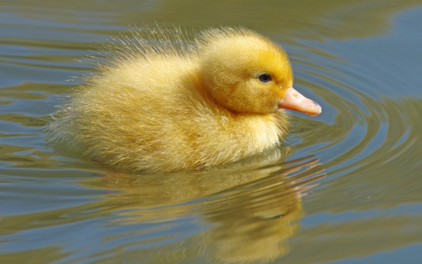 Утенок на воде