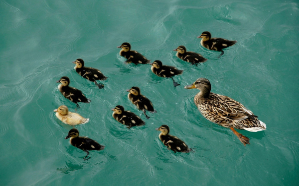 Утята и утка