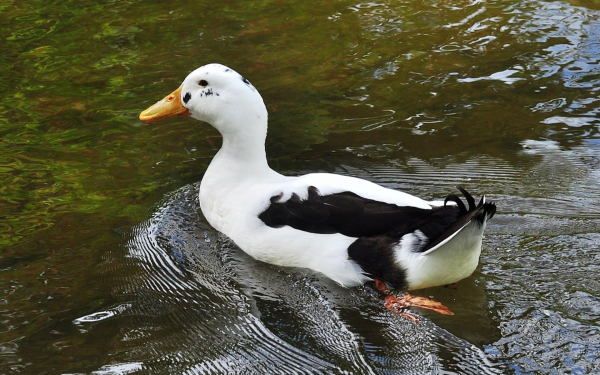 Утка анкона