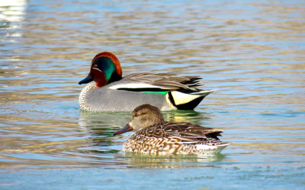 Чирки-свистунки селезень и утка