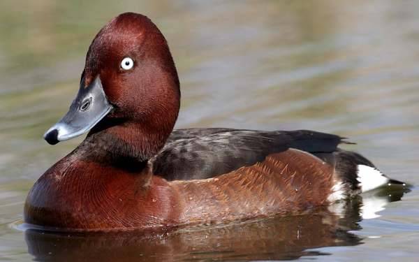 Белоглазый нырок