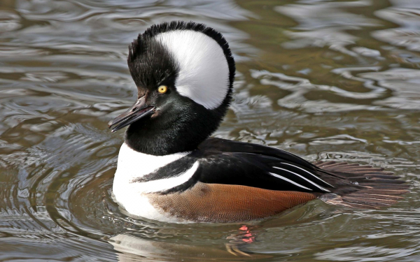 Капюшоновый крохаль