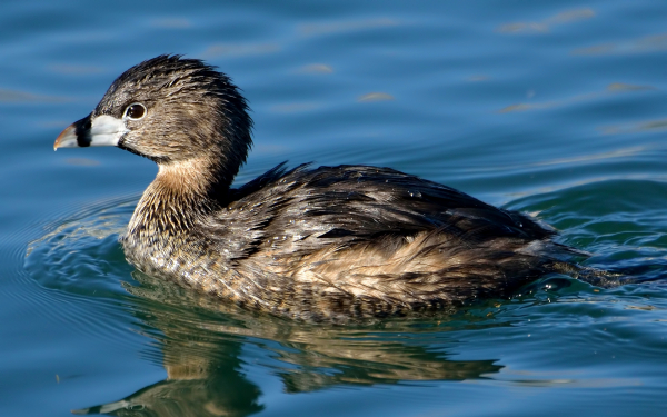 Каролинская поганка