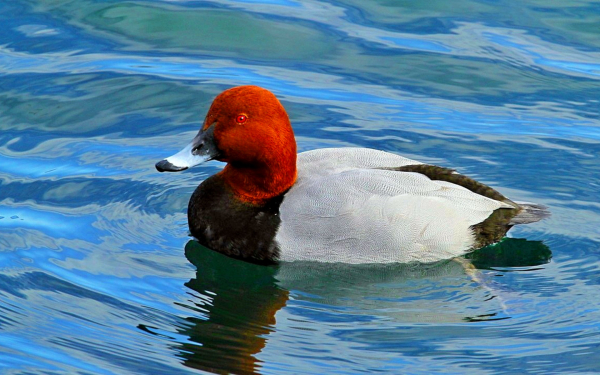 Красноголовый нырок