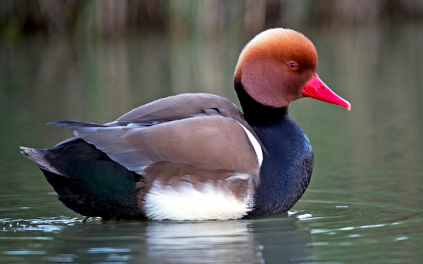 Красноносый нырок