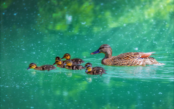 Кряква с утятами