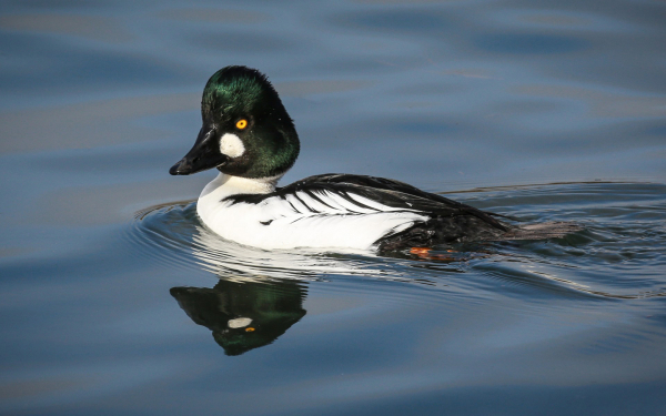Обыкновенный гоголь