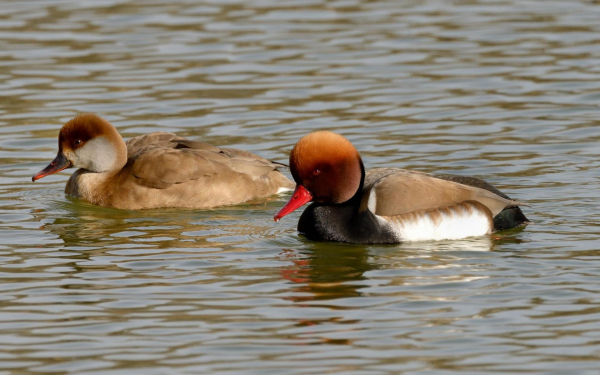 Пара красноносых нырков