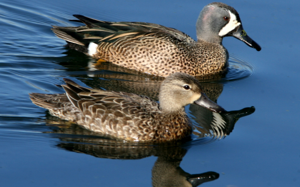 Пара чирков