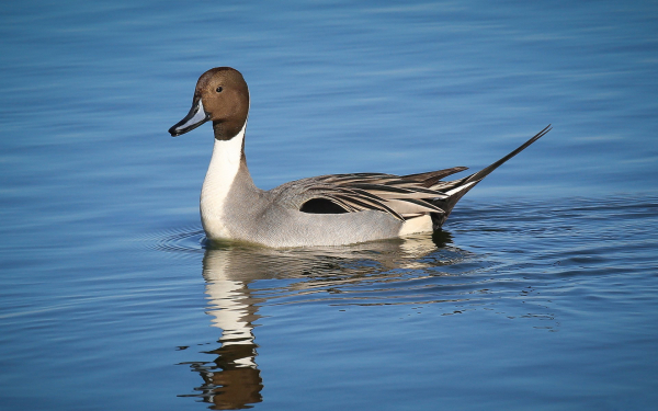 Северный шилохвость