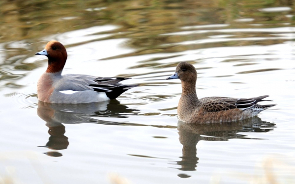 Селезень и утка свиязь