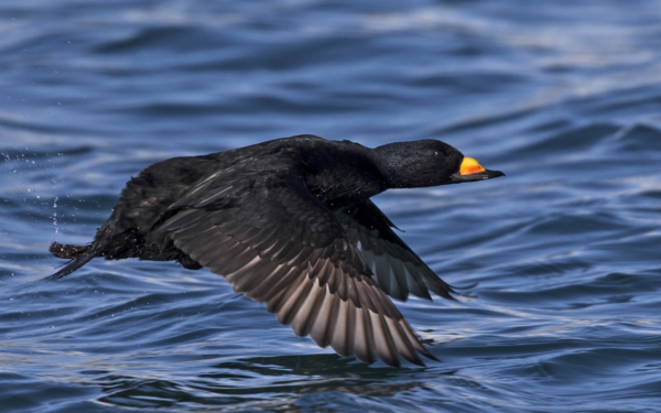 Синьга американская летит над водой