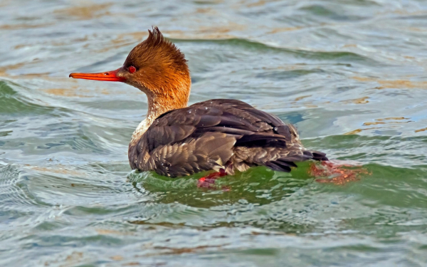 Средний крохаль