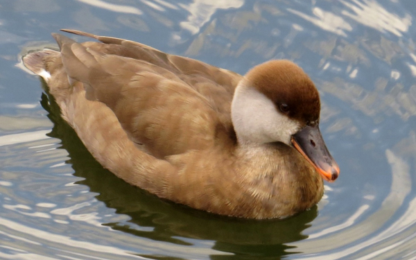 Утка красноносого нырка