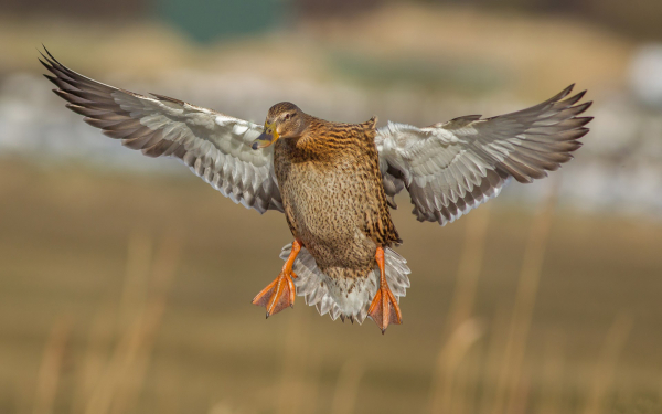 Утка кряква в полете