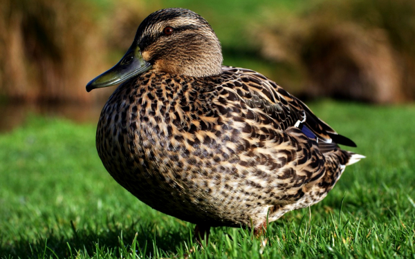 Утка кряква