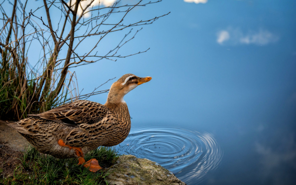 Утка на берегу