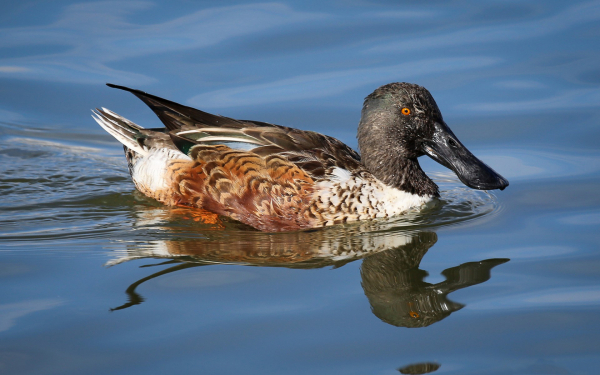 Утка широконоска