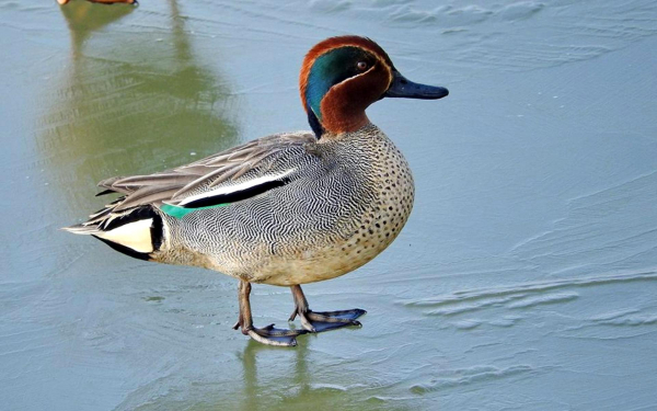 Чирок-свистунок