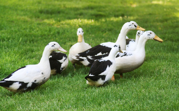 Домашние утки на зеленой поляне