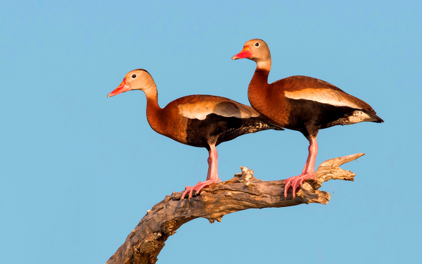 Древесные утки