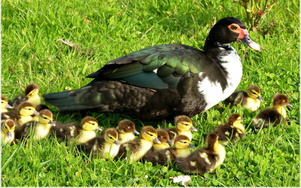 Индоутка с утятами