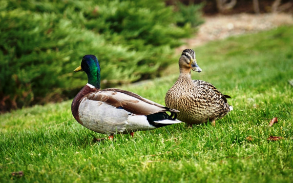 Пара уток на поляне