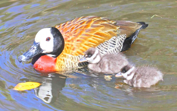 Свистящая белолицая утка с утятами