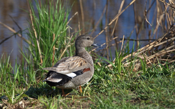 Серая утка на берегу озера