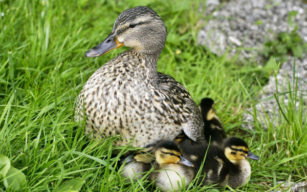 Утка с утятами в траве