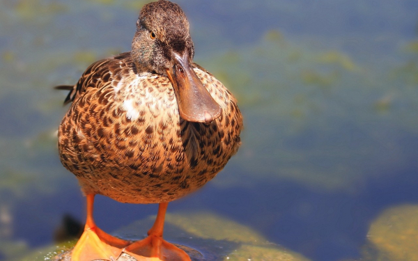 Утка ширококлювая