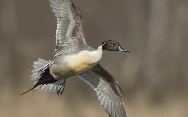 Утка в полете