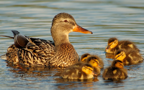 Утка с утятами