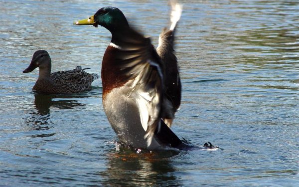 Утка и селезень