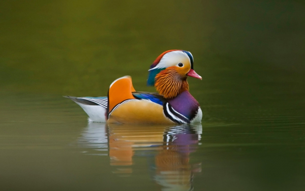 Утка мандаринка на воде