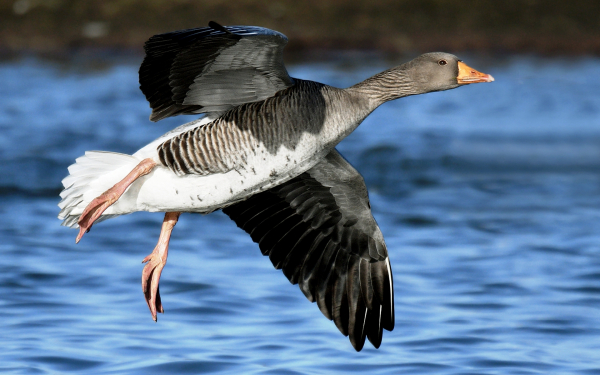 Гусь в полете