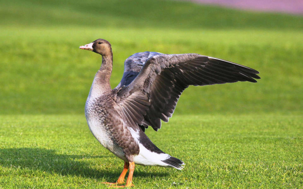 Гусь на зеленой поляне