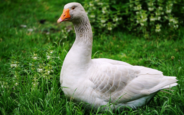 Гусь породы Виштинес