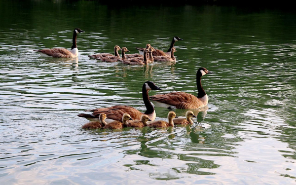 Канадсие гуси с гусятами