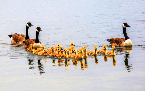 Канадские гуси с гусятами