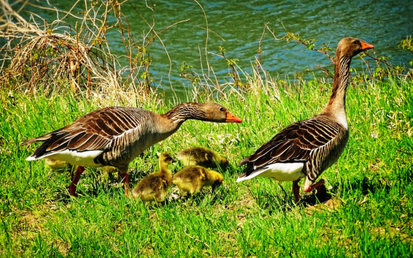 Пара серых гусей с гусятами на берегу водоема