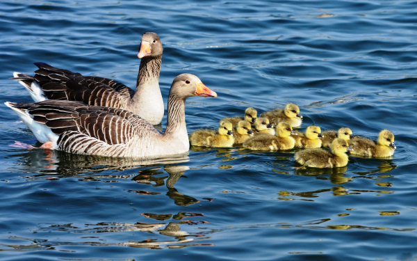 Пара серых гусей с гусятами